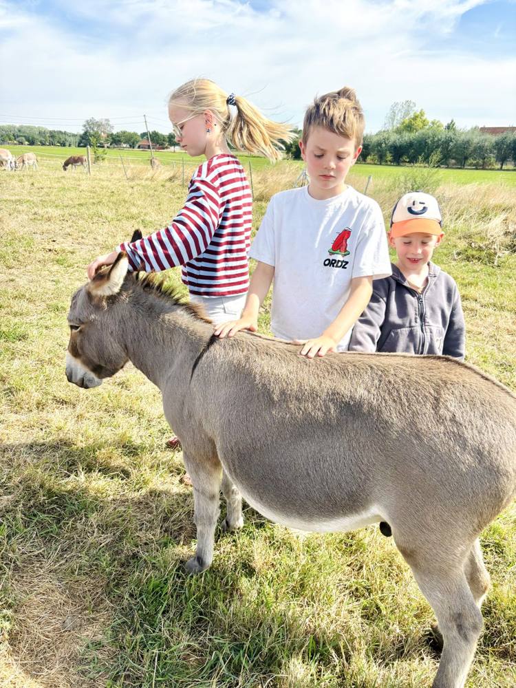 De ezels op de boerderij van Zeekrekel
