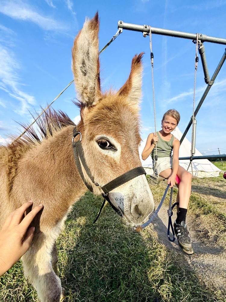 Een ezel en een schommel op de boerderij van Zeekrekel
