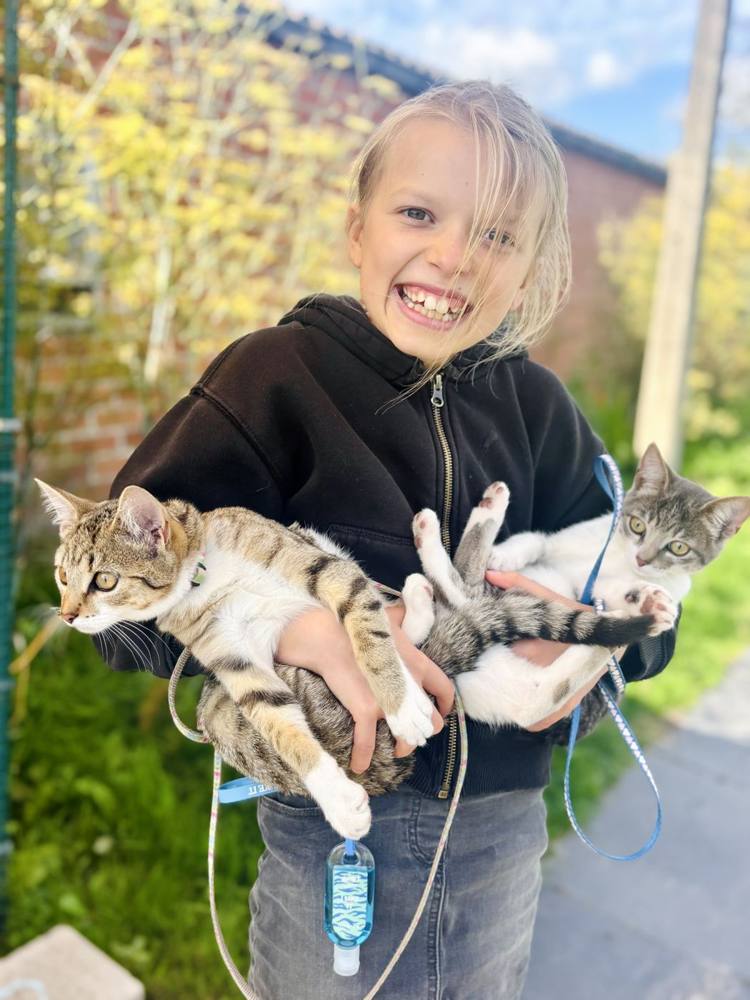 De katten op de boerderij